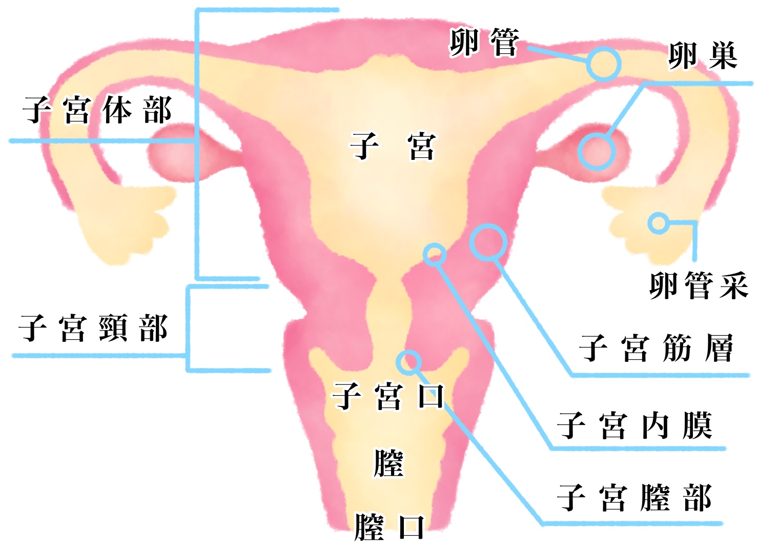 子宮膣部びらんって何？どんな症状が出るの？｜おりものケアサイト